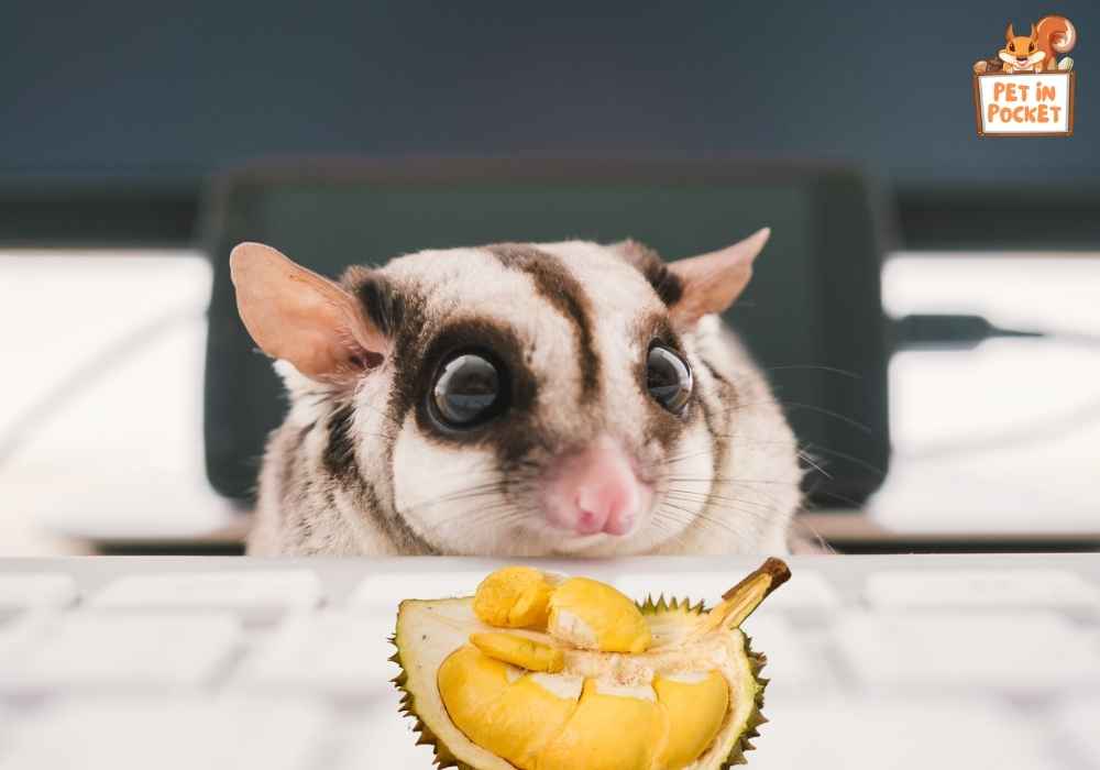 Can sugar gliders eat the durian seeds?