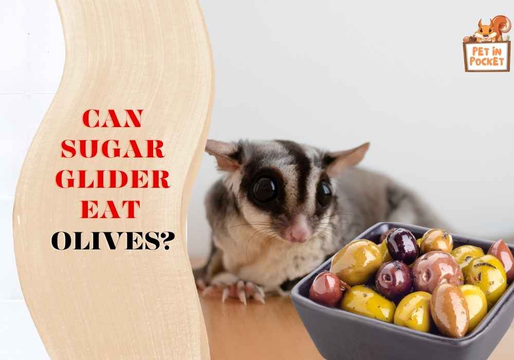 Can Sugar Gliders Eat Olives?