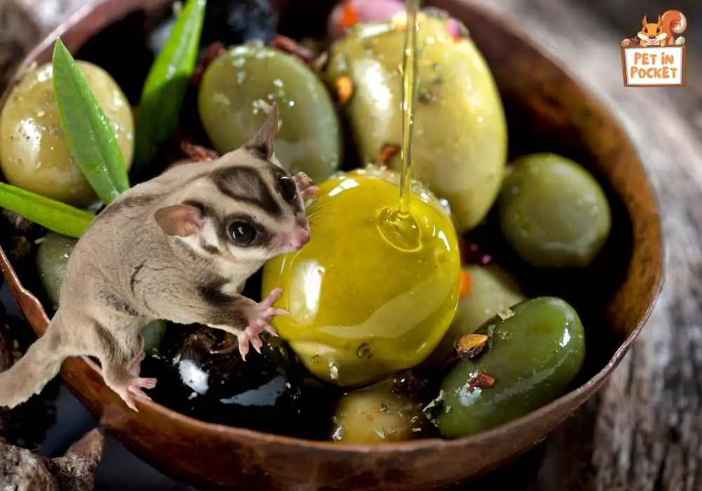 Can sugar Gliders eat olives