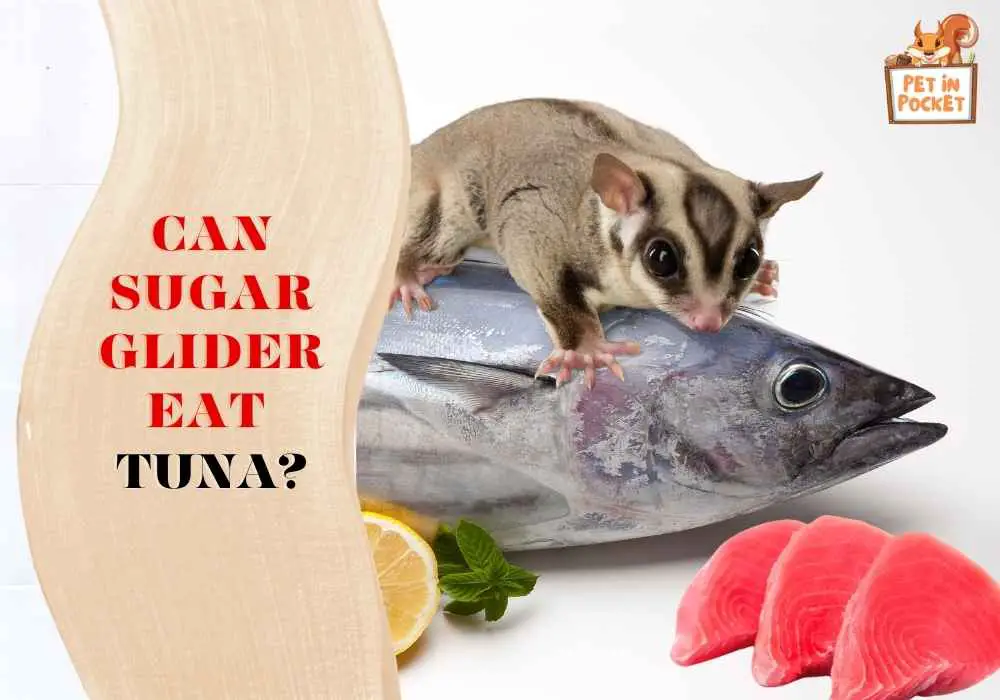Can sugar gliders eat tuna?