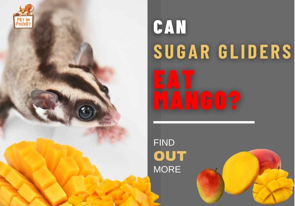 Can Sugar Glider Eat Mango?