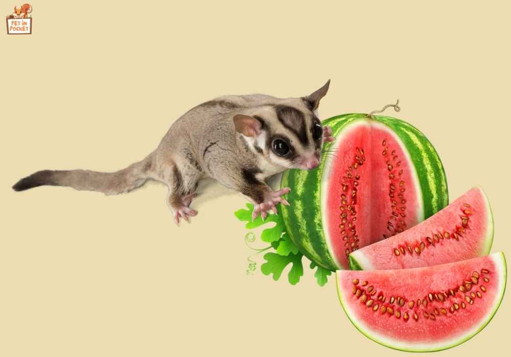 Can Sugar Gliders Have Watermelon