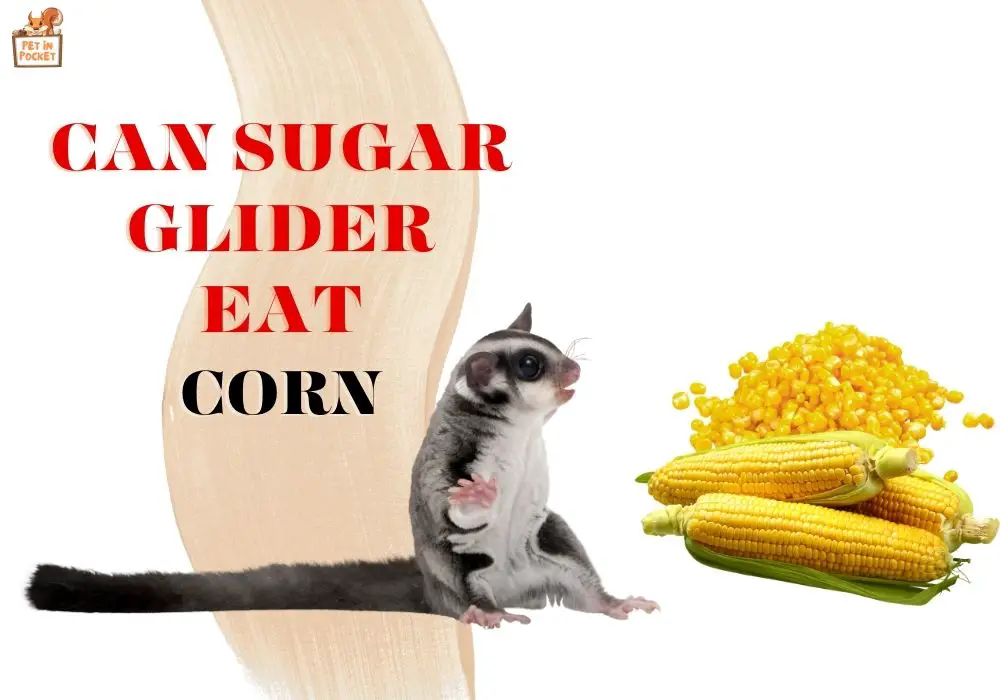 Can sugar glider eat corn A Helpful Guide!