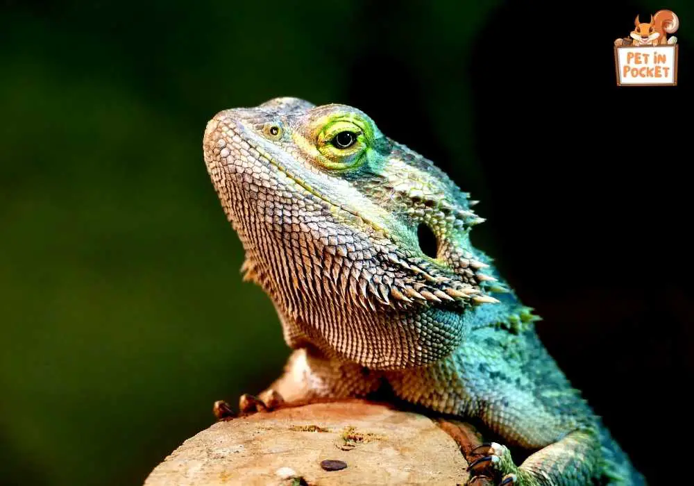 Do Bearded Dragons Need Supplements