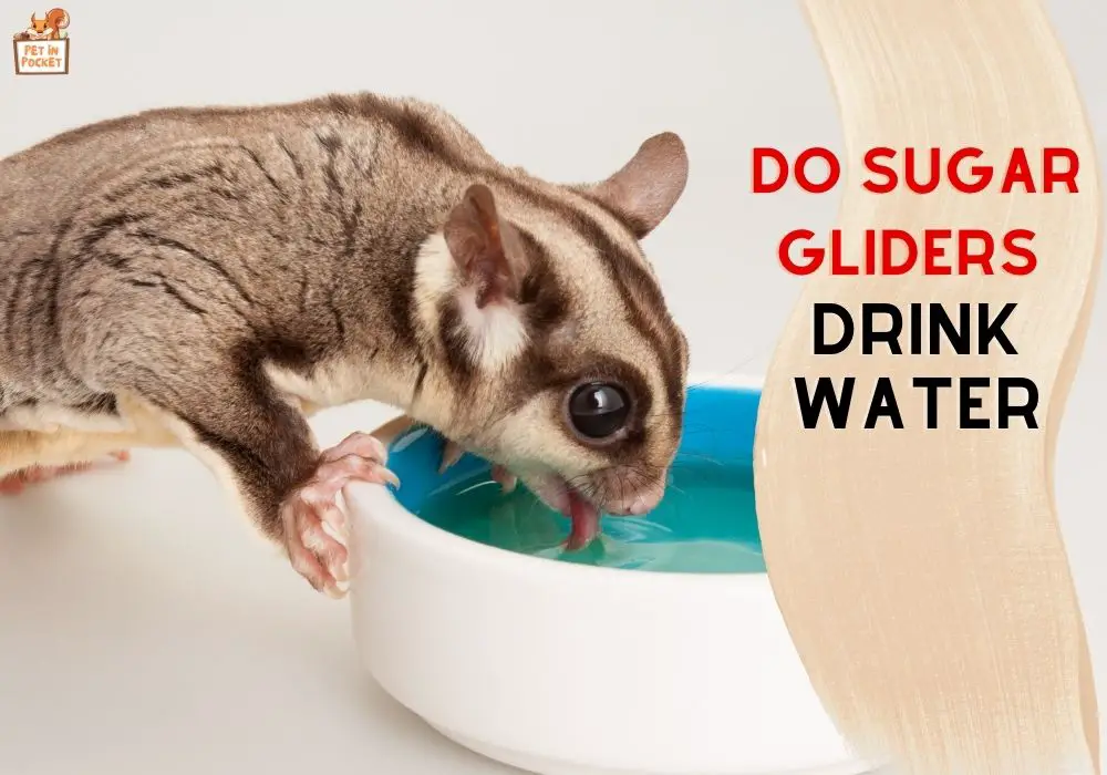 Do sugar gliders drink water A to Z Explanation