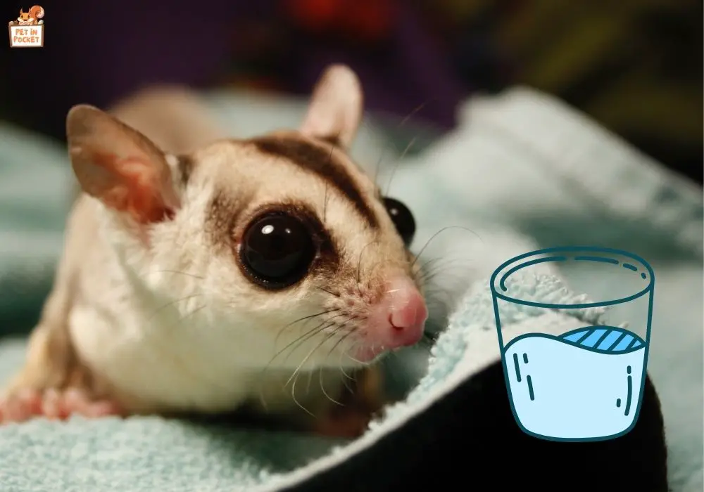 How Sugar Gliders Drink Water