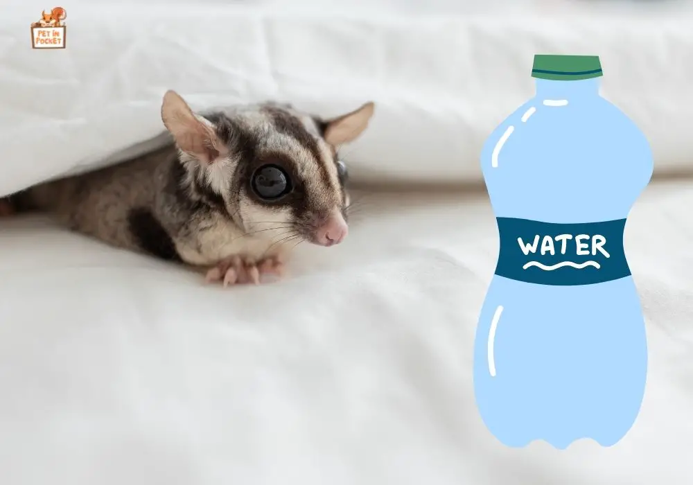 Signs of Dehydration in Sugar Gliders