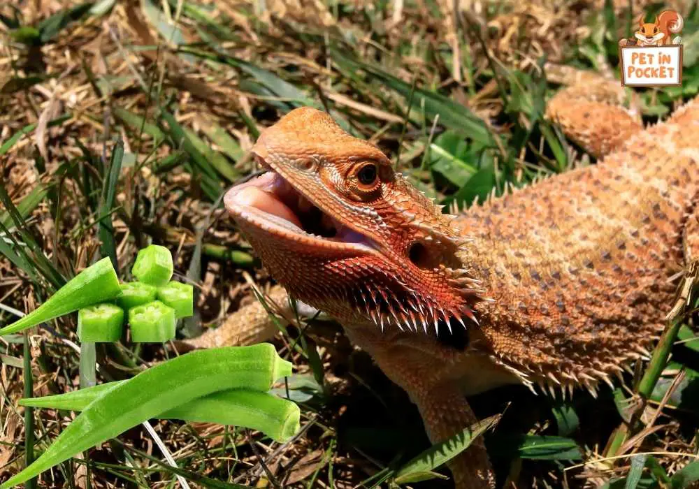 The Role of Okra in Bearded Dragon's Diet