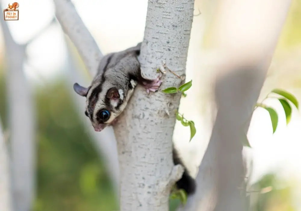 Water Requirements for Sugar Gliders