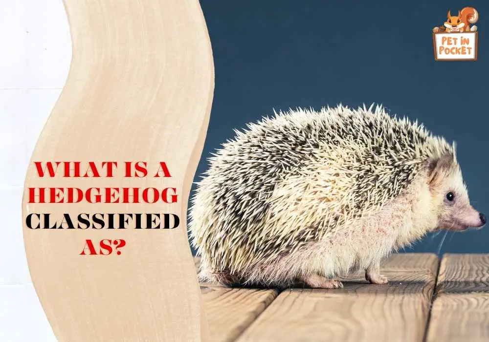 What Is A Hedgehog Classified As?