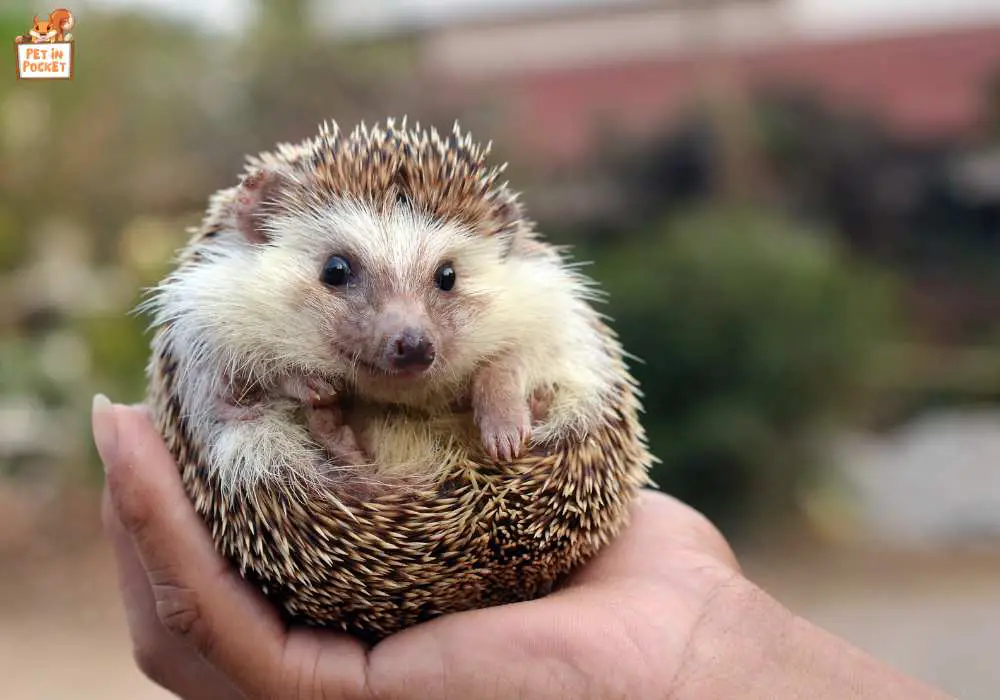 How to avoid hedgehog harm?