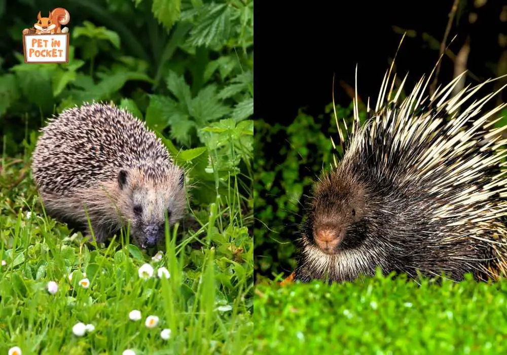 Difference Between A Porcupine And A Hedgehog