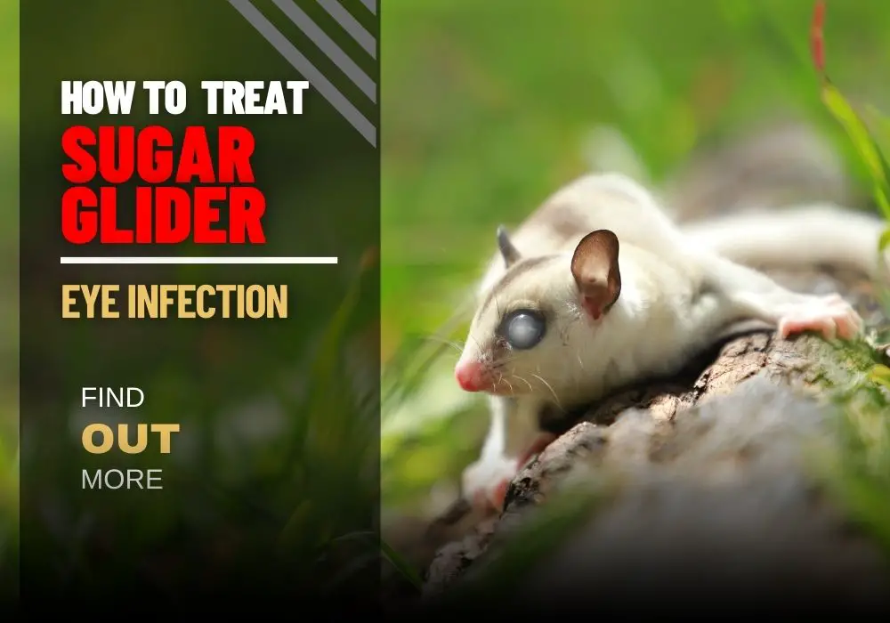 A Guide to How to Treat Sugar Glider Eye Infection