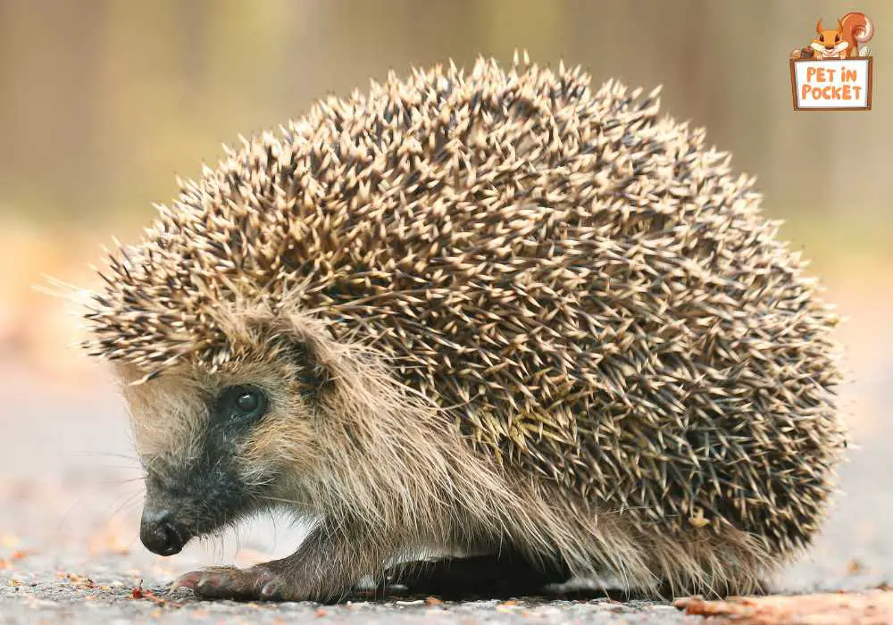 A brief overview of the European hedgehog