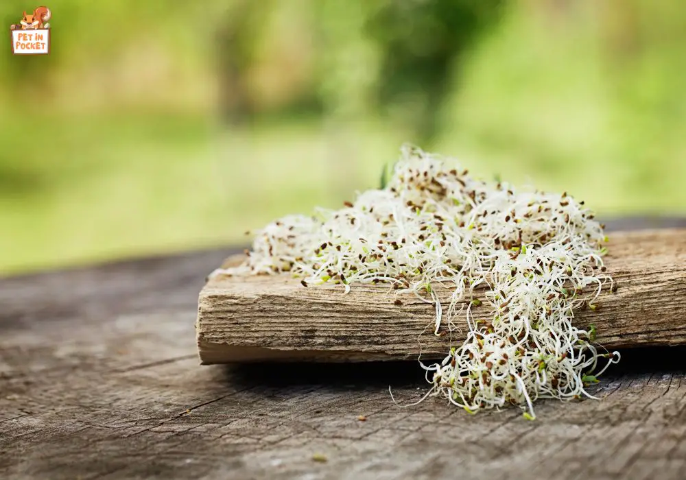 Alternatives to Alfalfa Sprouts in a Bearded Dragon's Diet