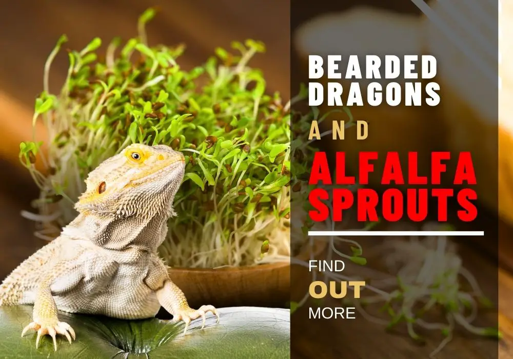 Bearded Dragons and Alfalfa Sprouts