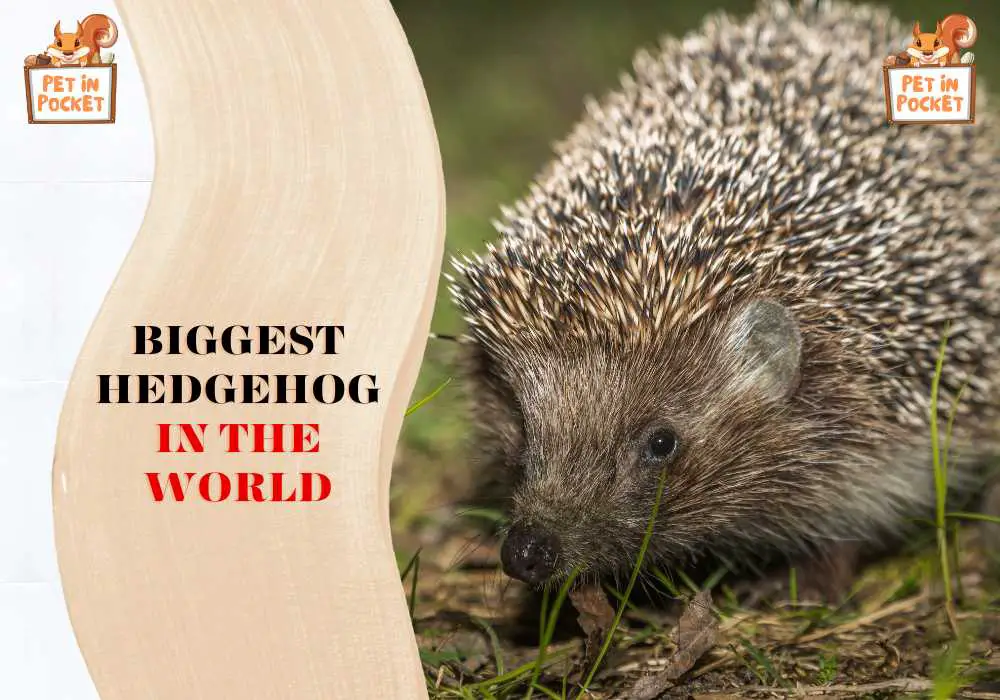 Biggest Hedgehog In The World