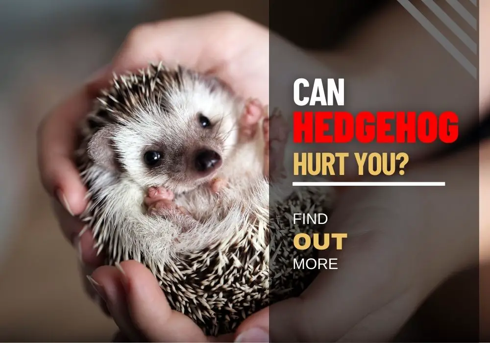 Can A Hedgehog Hurt You