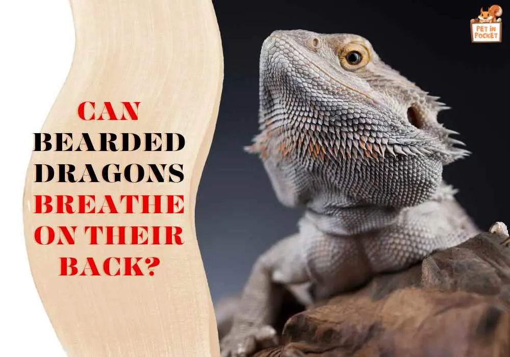 Can Bearded Dragons Breathe on Their Back?
