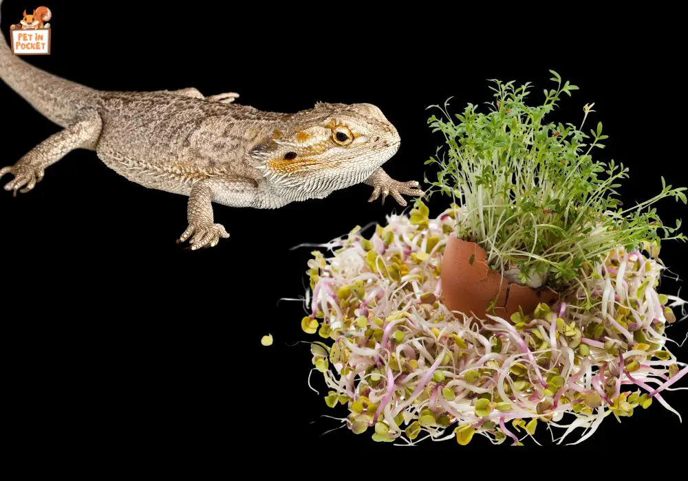 Can Bearded Dragons Eat Alfalfa Sprouts