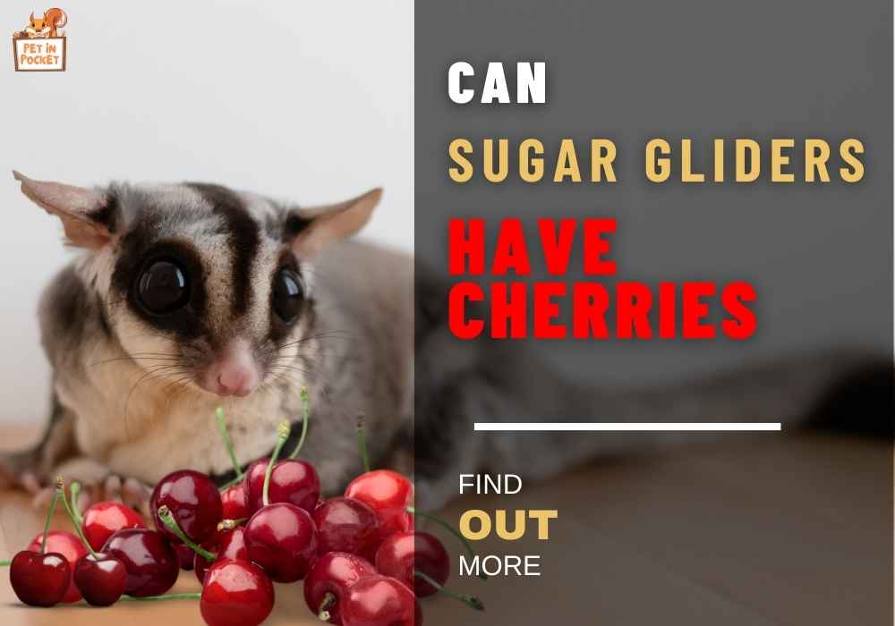 Can Sugar Gliders Have Cherries