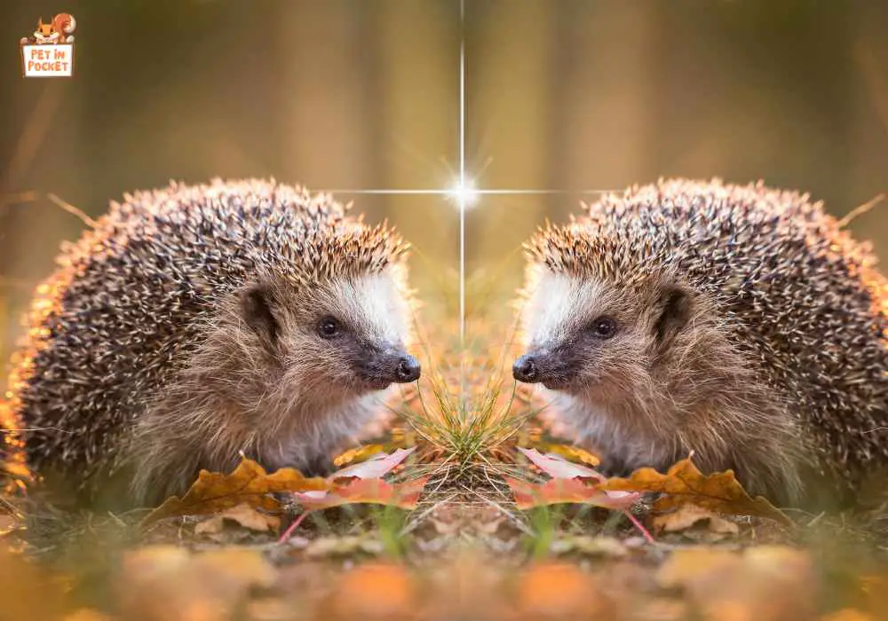 Can two male hedgehogs​​ be friends