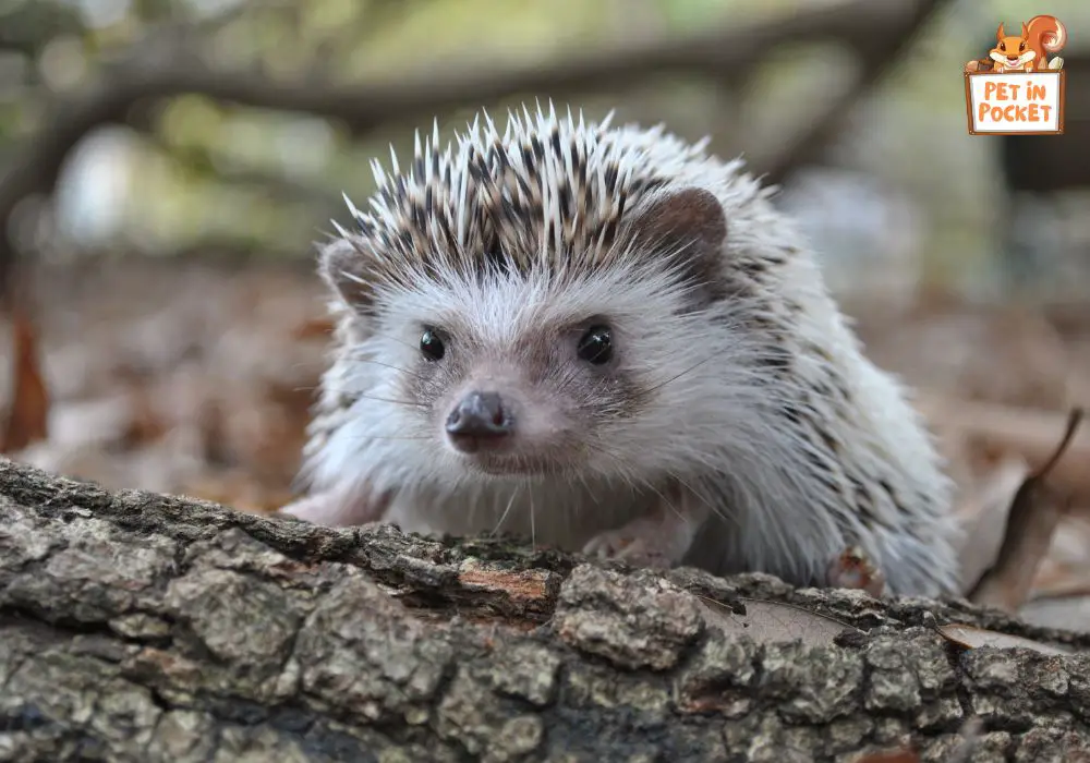 Common-misconceptions-about-hedgehogs-as-pets