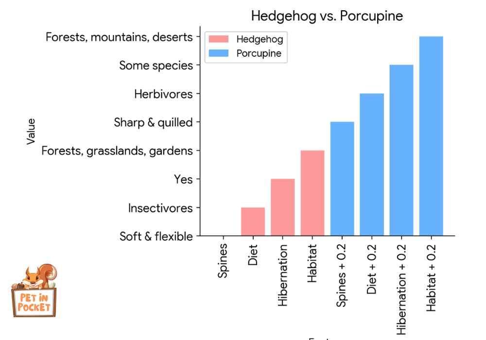 Difference Between A Porcupine And A Hedgehog