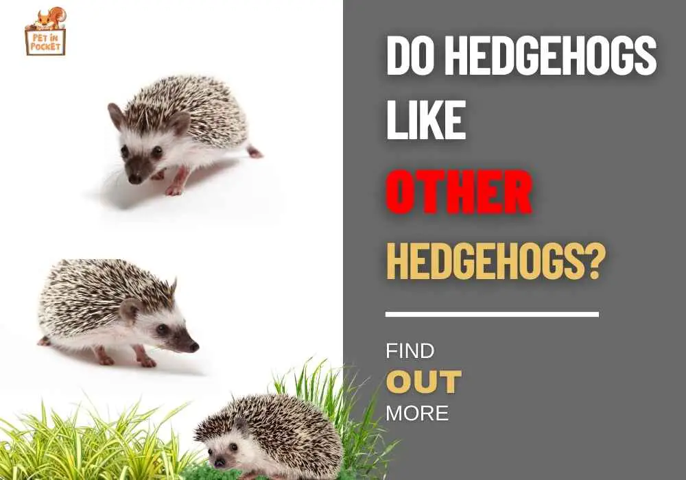 Do Hedgehogs Like Other Hedgehogs