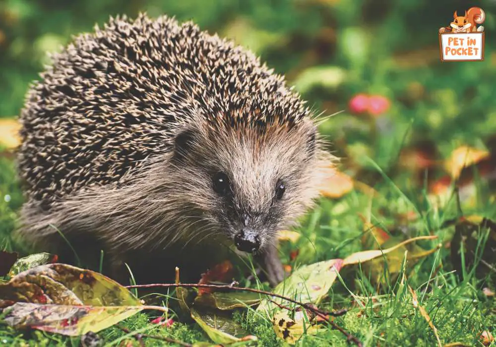 Factors for pet European hedgehogs
