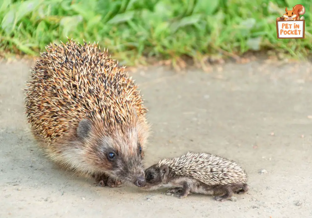 Geographical Effects on Hedgehog Mating
