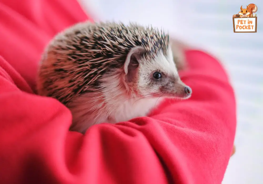 Health fears that shorten pygmy hedgehog lifespans