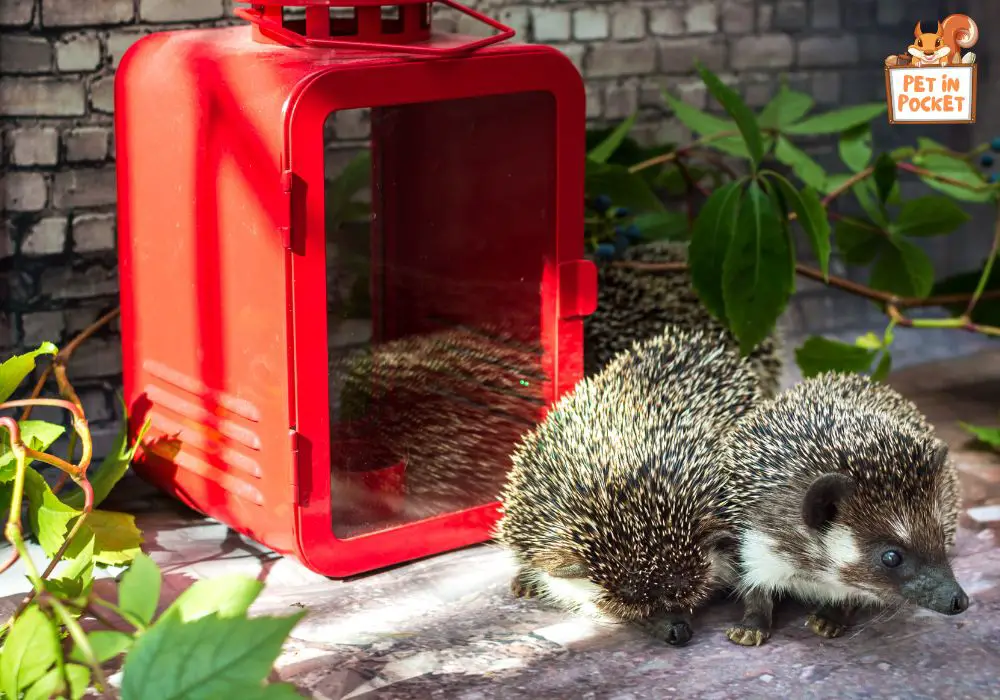 Hedgehog Reproduction in Detail