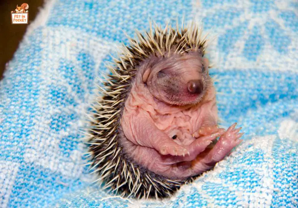 Hoglet's Growth and Independence