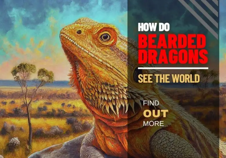 Unveiling The Truth How Do Bearded Dragons See