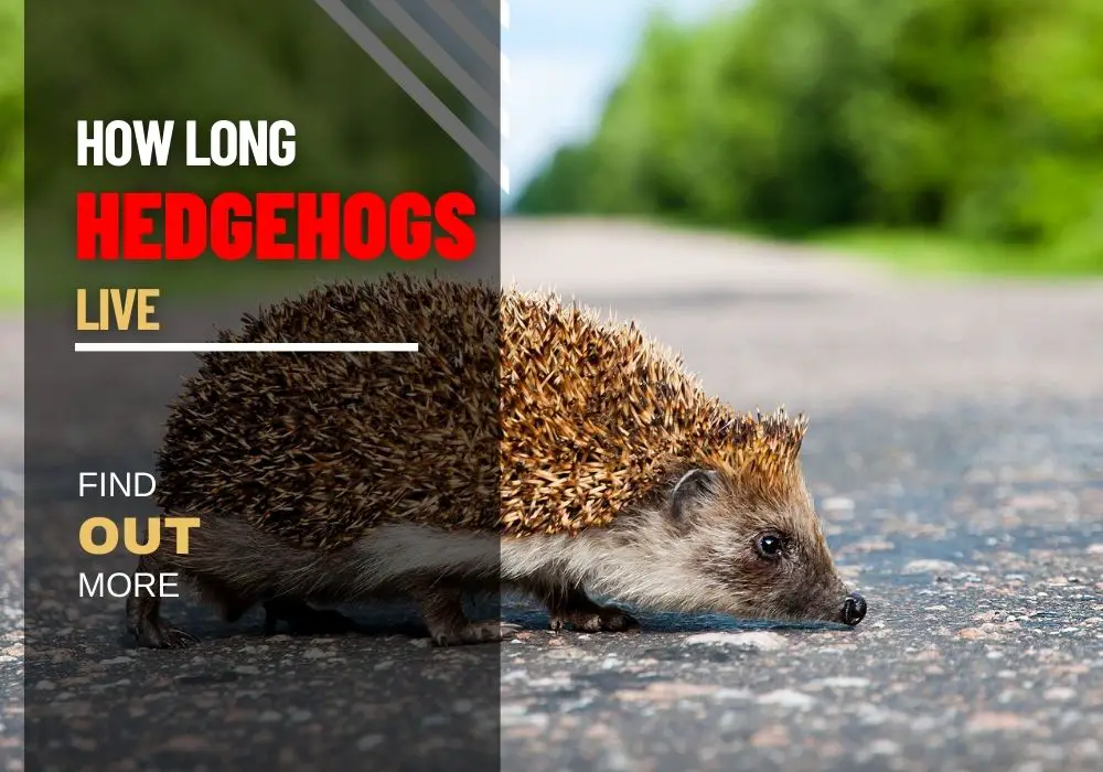 How Long Can Hedgehogs Live