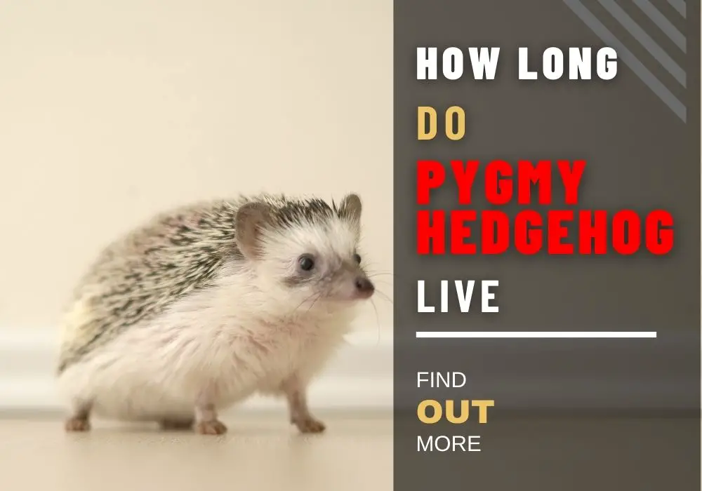 How Long Do Pygmy Hedgehogs Live
