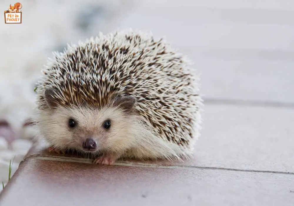 How Loud Are Hedgehogs