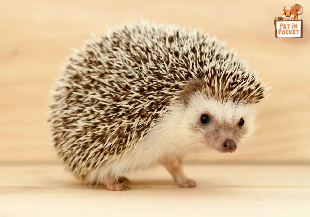 How can my pet pygmy hedgehog live long?
