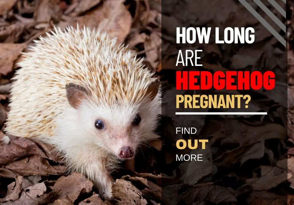 How long Are Hedgehogs Pregnant