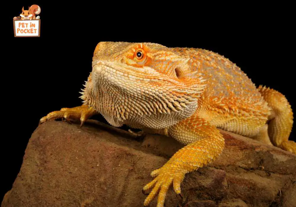 How to Promote Healthy Breathing in Bearded Dragons