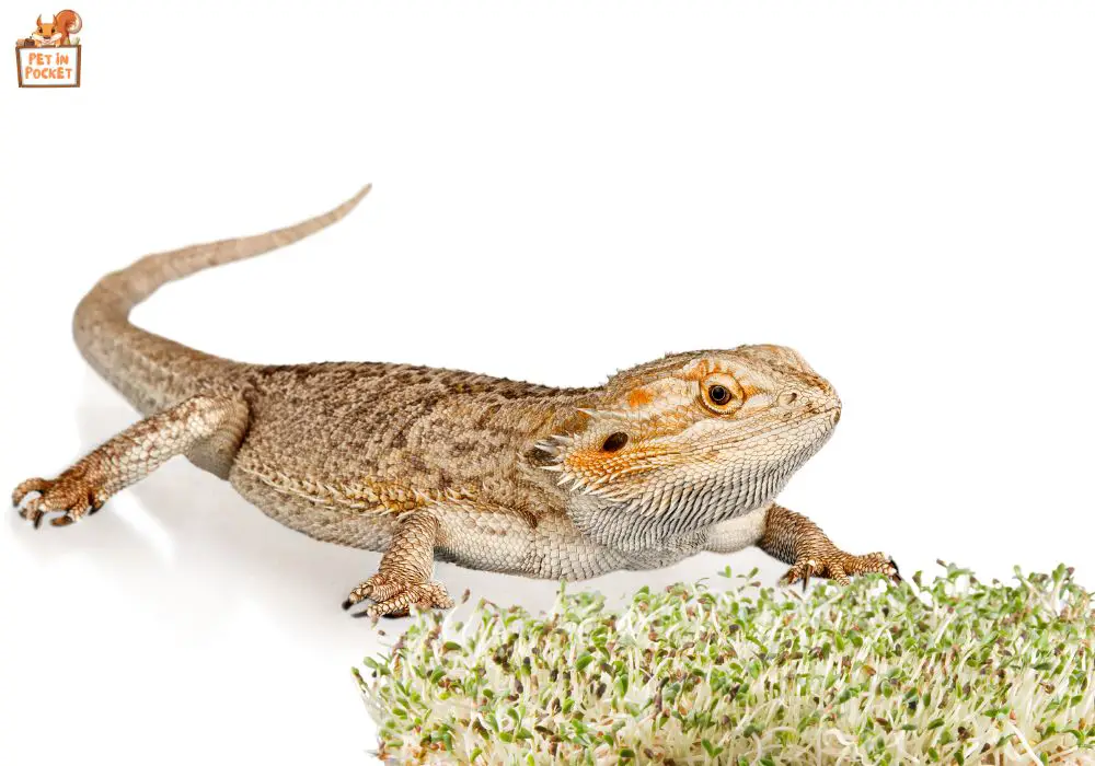 How to Serve Alfalfa Sprouts to Your Bearded Dragon