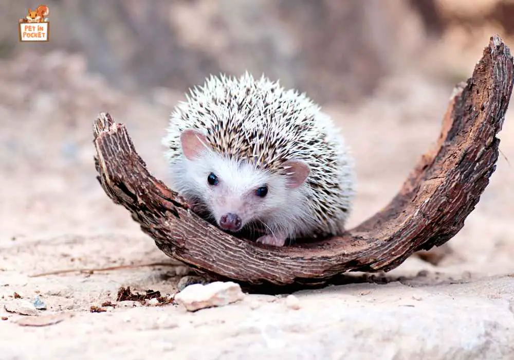 How to Tell If a Hedgehog Is Expecting