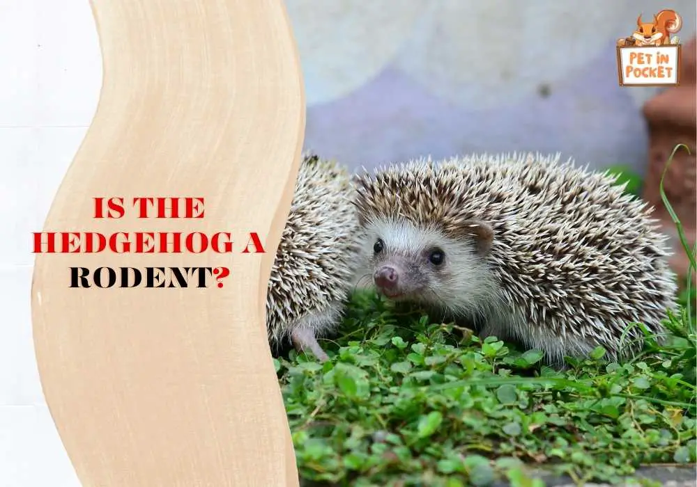 Is The Hedgehog A Rodent?