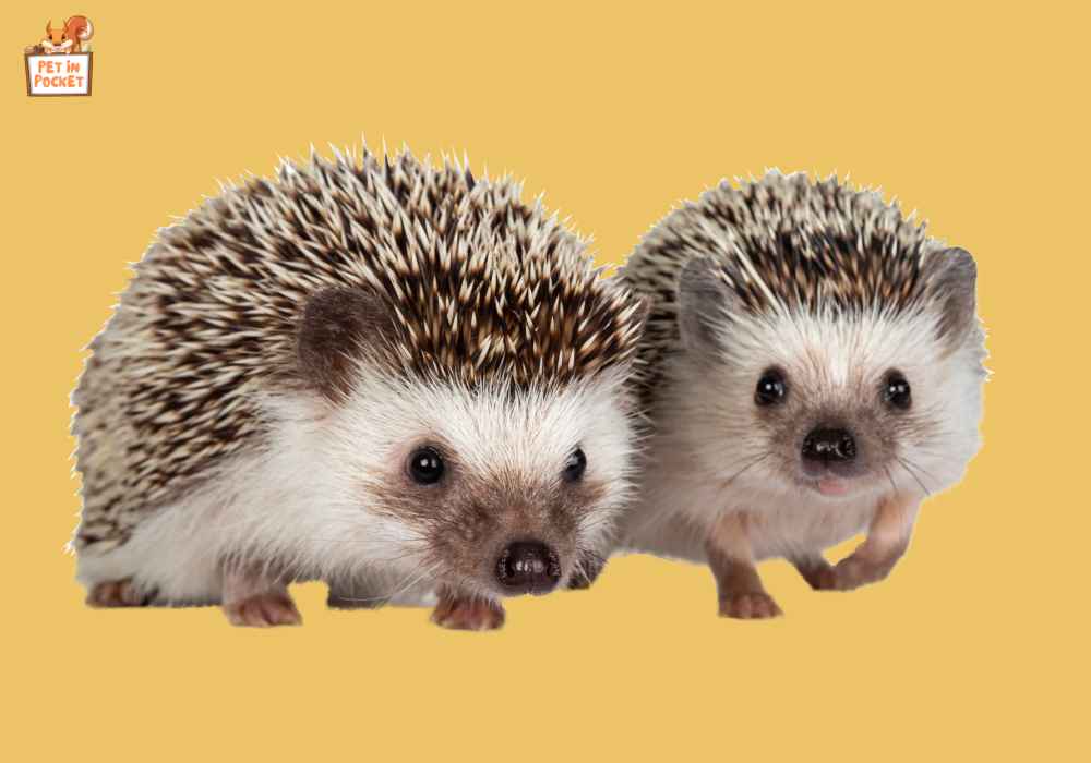 Is there any chance​​ tо create​​ a bond between two hedgehogs