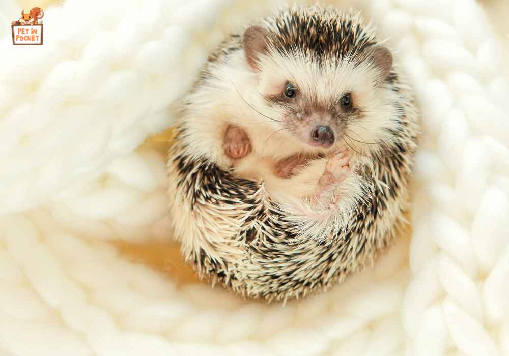 Is​ іt normal for hedgehogs​ tо wake​ up during hibernation