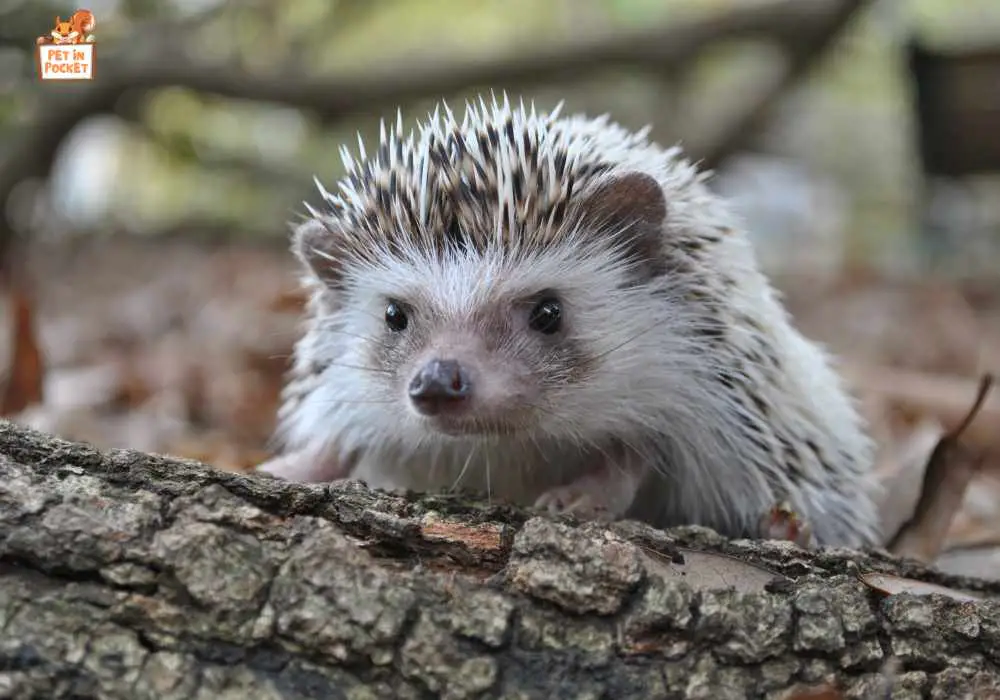 Nervous System of a Hedgehog