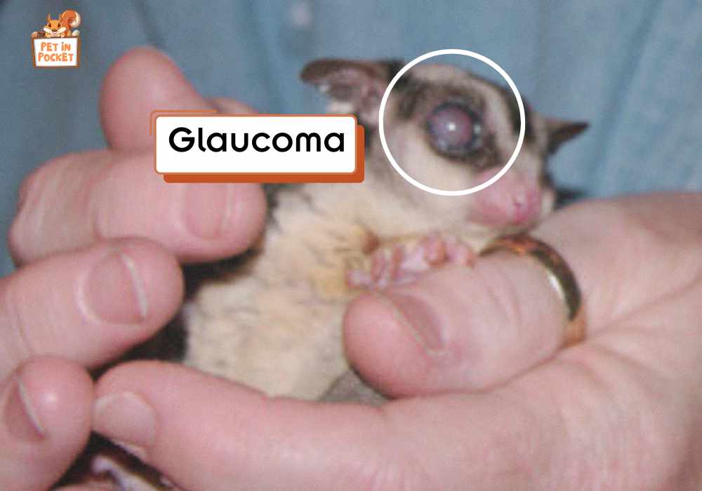 Glaucoma of sugar glider
