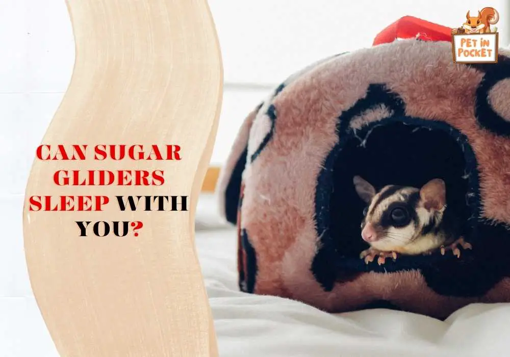 Can sugar gliders sleep with you?