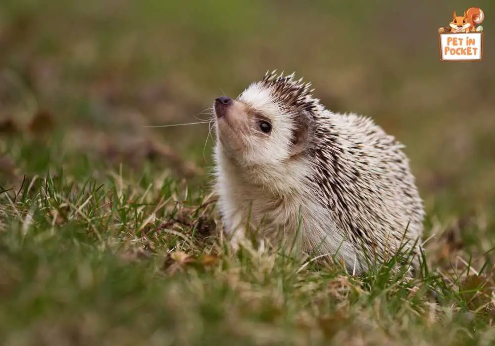 Physical Characteristics of Hedgehogs and Rodents